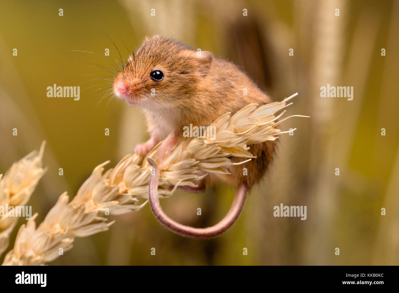 Micromys minutus souris ou en champ de blé Banque D'Images