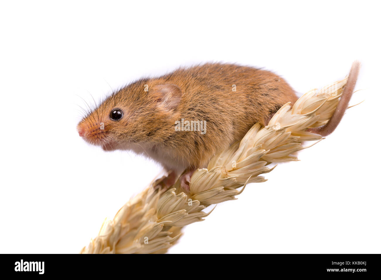 Micromys minutus souris ou en champ de blé Banque D'Images