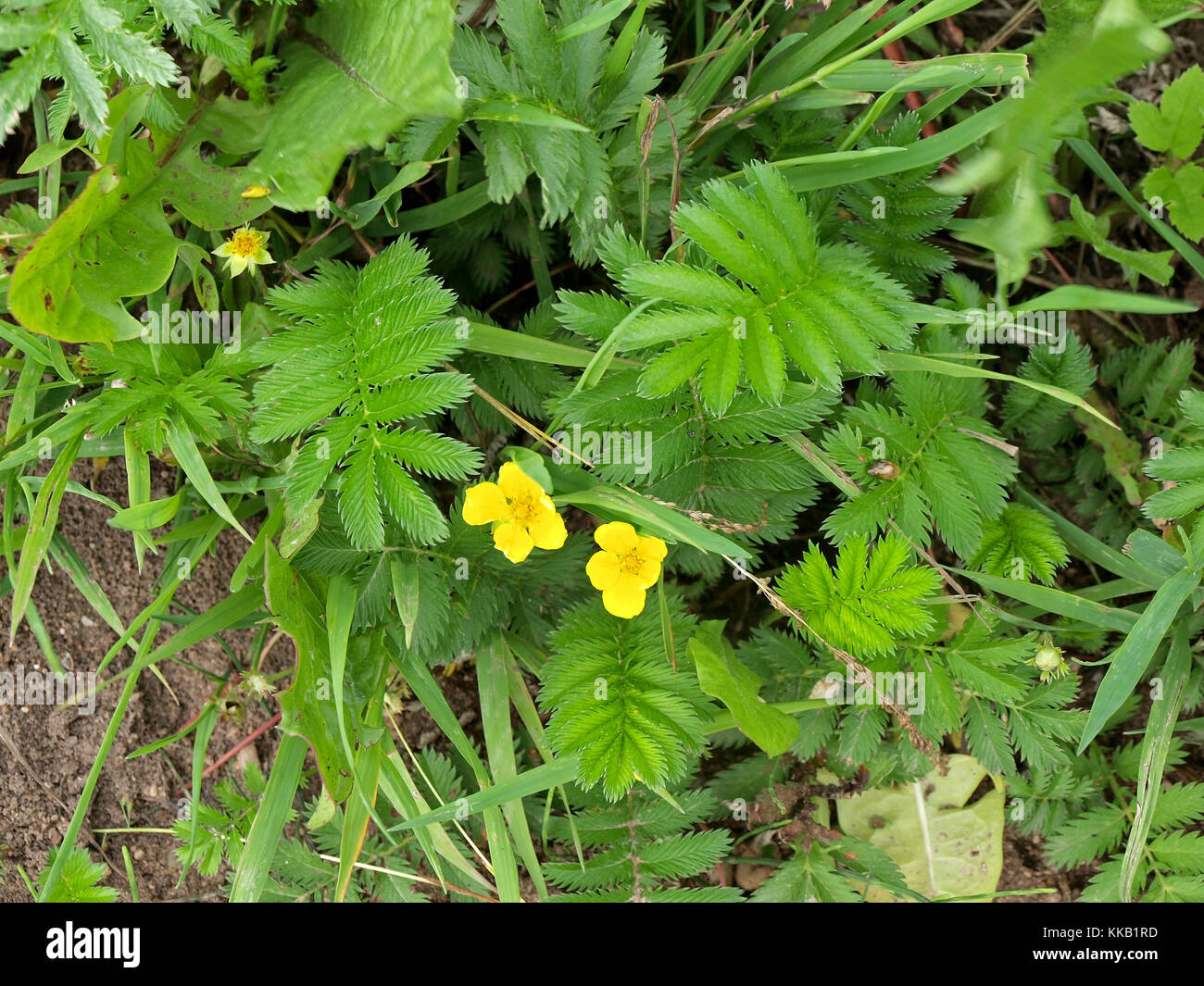 Plante herbacée à fleurs Potentilla anserina silverweed nommé ou argentine anserina Banque D'Images