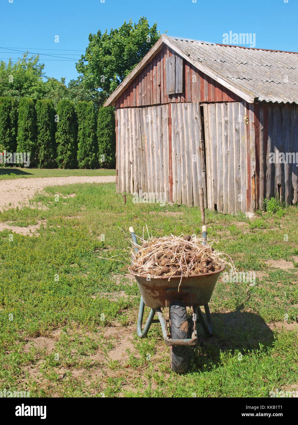 Brouette pleine de vieilles pommes de terre avec de longues pousses outdoor le vertical de l'herbe Banque D'Images