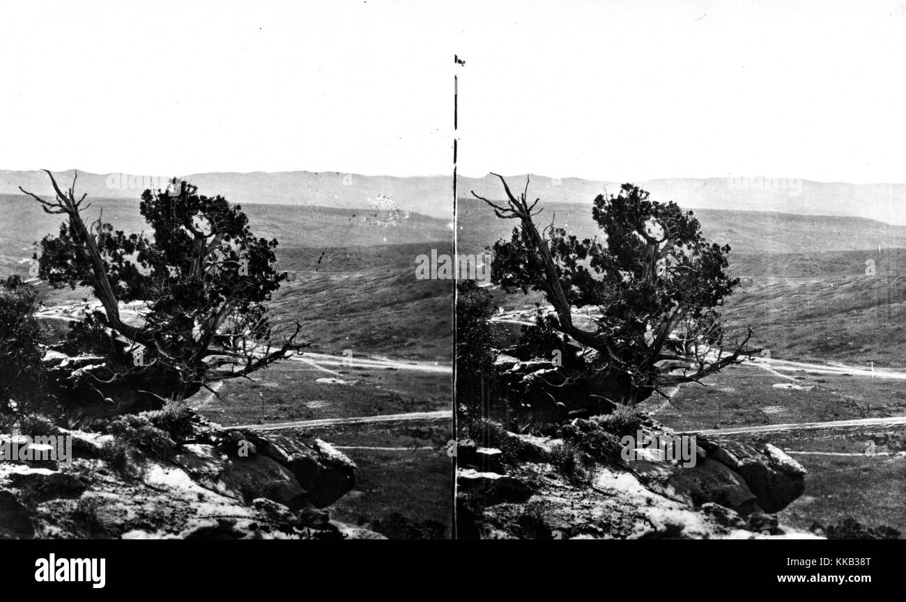 Stéréophotogramme d'une montagne Cedar poussant sur un affleurement rocheux, Comté de Summit, Utah. Image courtoisie USGS. 1869. Banque D'Images