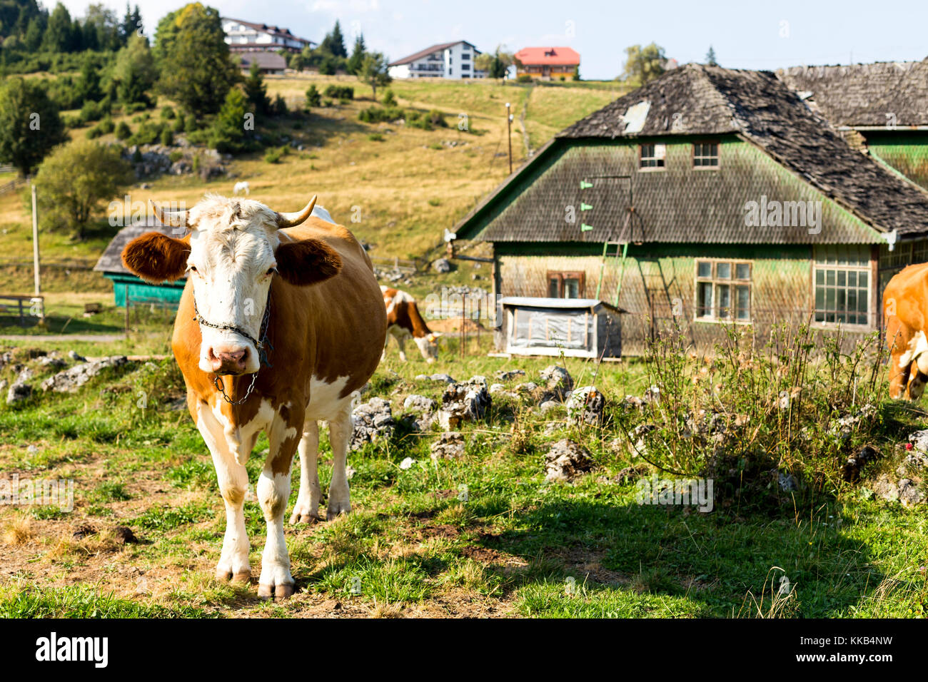 À la vache à camara et vieux bois maisons dans les montagnes de la Roumanie Banque D'Images