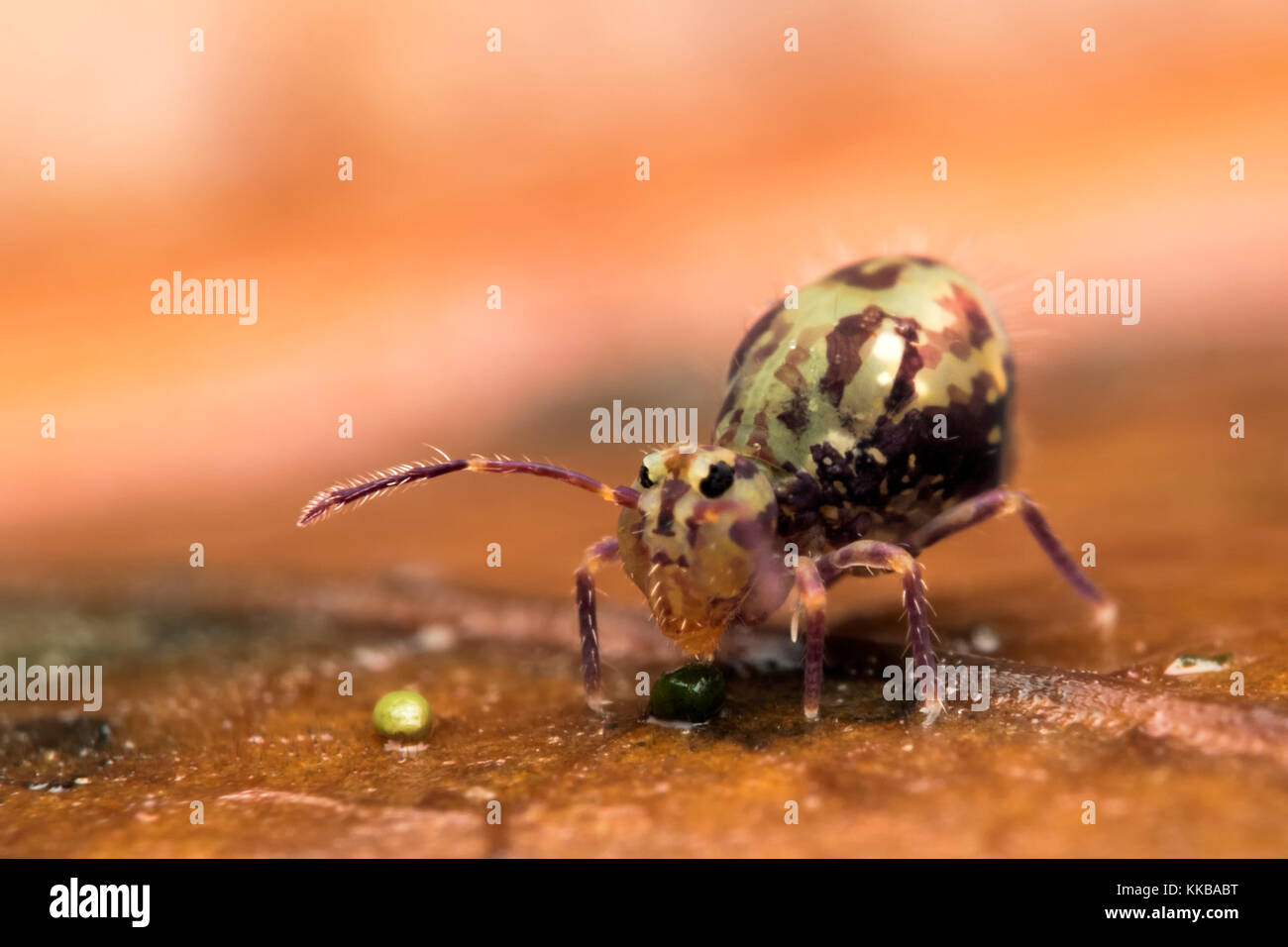 Springtail globulaire (Dicyrtomina saundersi) seulement 1,5 mm en taille, dans la litière dans les bois. Cahir, Tipperary, Irlande. Banque D'Images