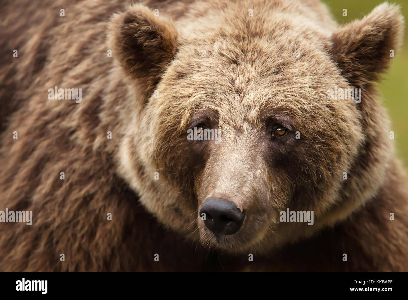 Près d'un ours brun eurasien dans les forêts de la taïga Banque D'Images