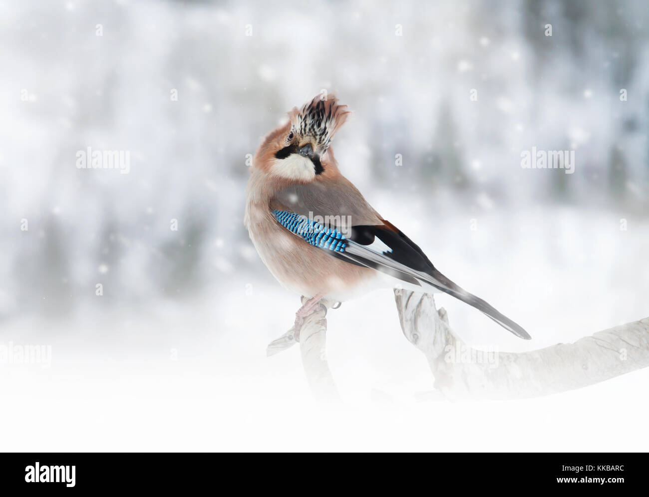 Eurasian Jay perché sur la branche d'arbre alors qu'il neige pendant l'hiver froid Banque D'Images