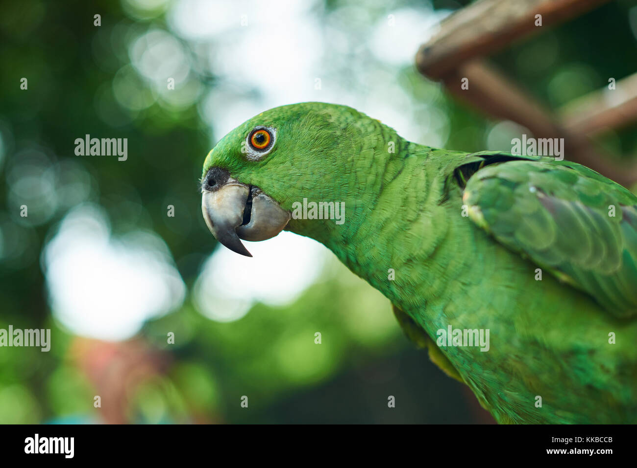 Portrait de parrot en fond vert trouble naturel Banque D'Images