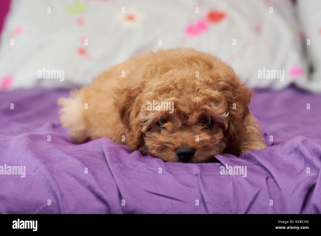 Chiot caniche petit mignon sur lit de pose accueil close-up Banque D'Images