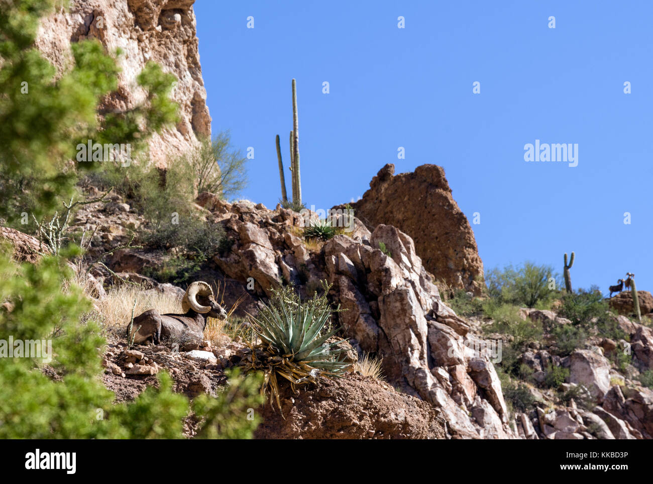 Désert mouflons prospèrent dans Aravaipa Canyon, Arizona Banque D'Images