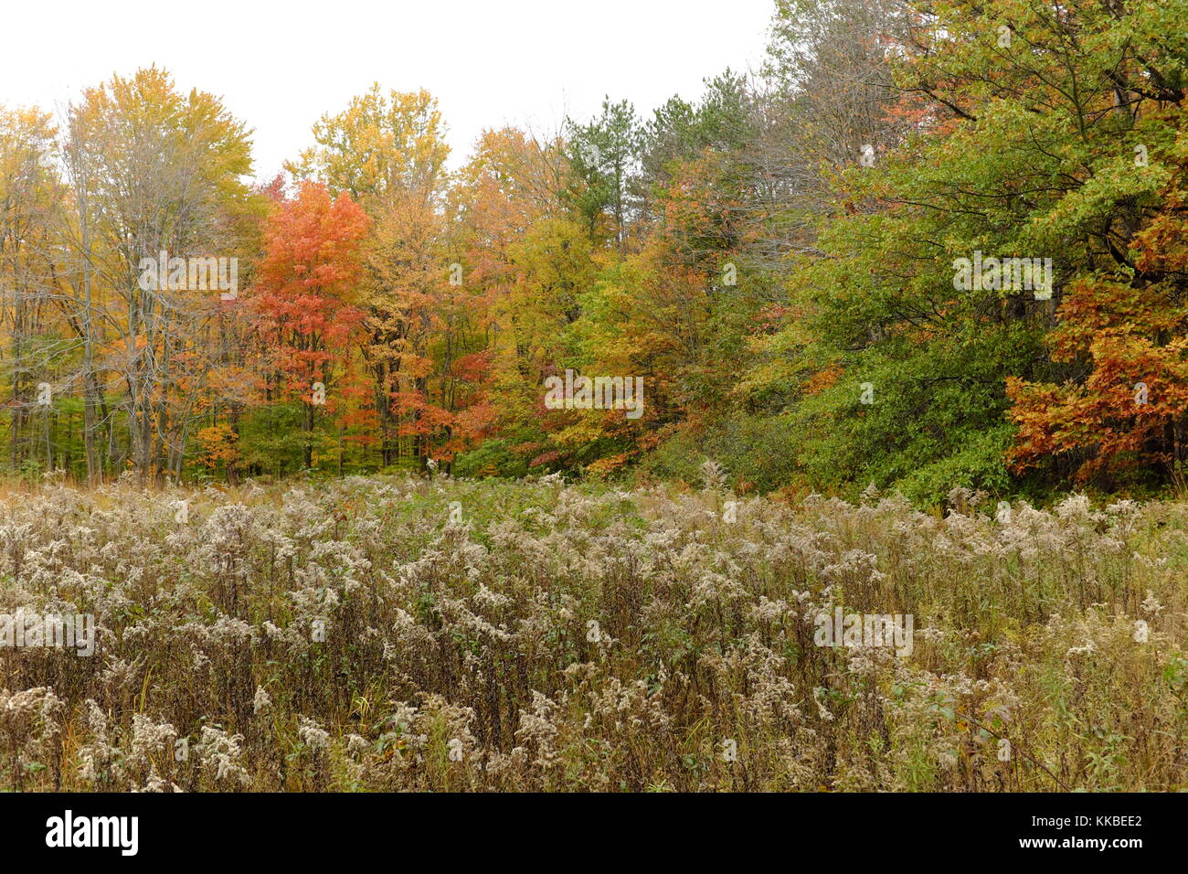 La grande Cleveland Metroparks park système inclut le nord chagrin réservation où l'automne couleurs sont montrant leur brillance novembre. Banque D'Images