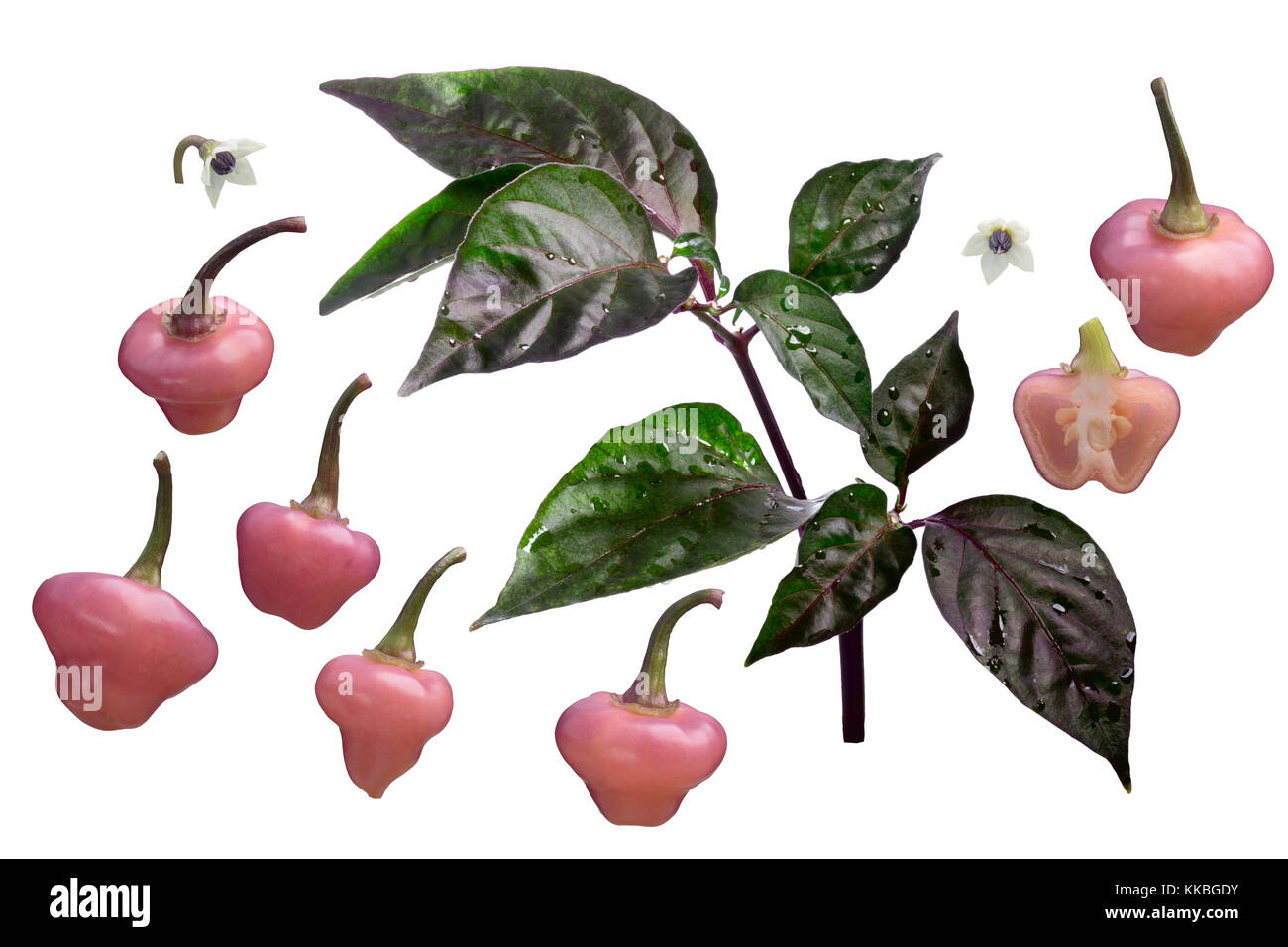 Cheiro roxa de piment (Capsicum chinense) Plante, vue éclatée (Éléments) pour chacun des chemins de détourage . Banque D'Images
