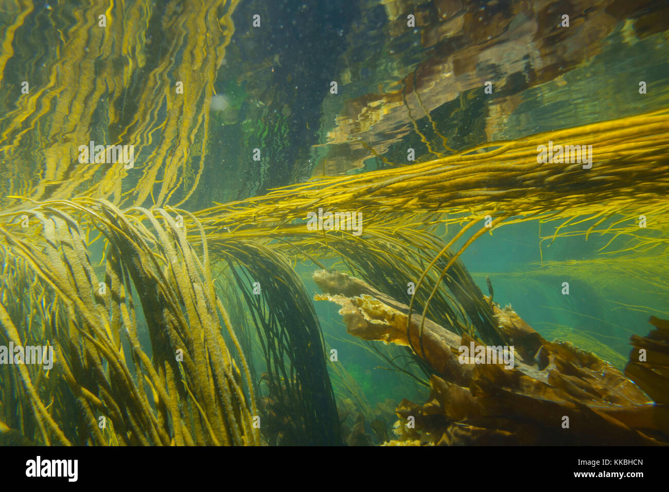 Image sous-marine d'algues, Hébrides intérieures, Ecosse, Royaume-Uni Banque D'Images