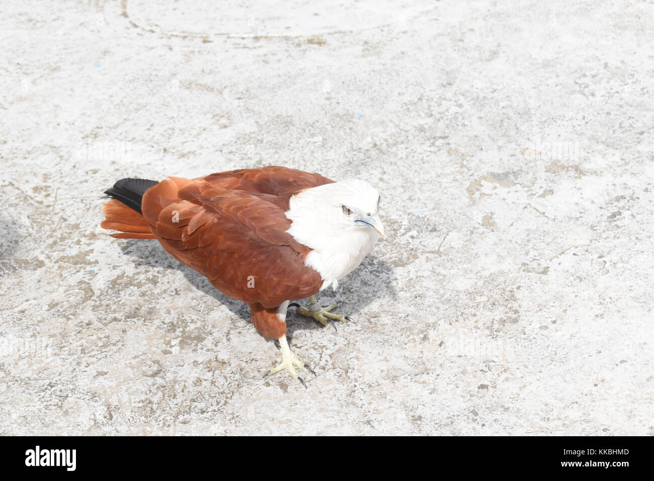 Hawk philippine (lawin) est l'un des gros oiseaux qui peuvent être trouvés dans le pays, il a été nommé. Ils sont en voie de disparition. nous allons les protéger. Banque D'Images