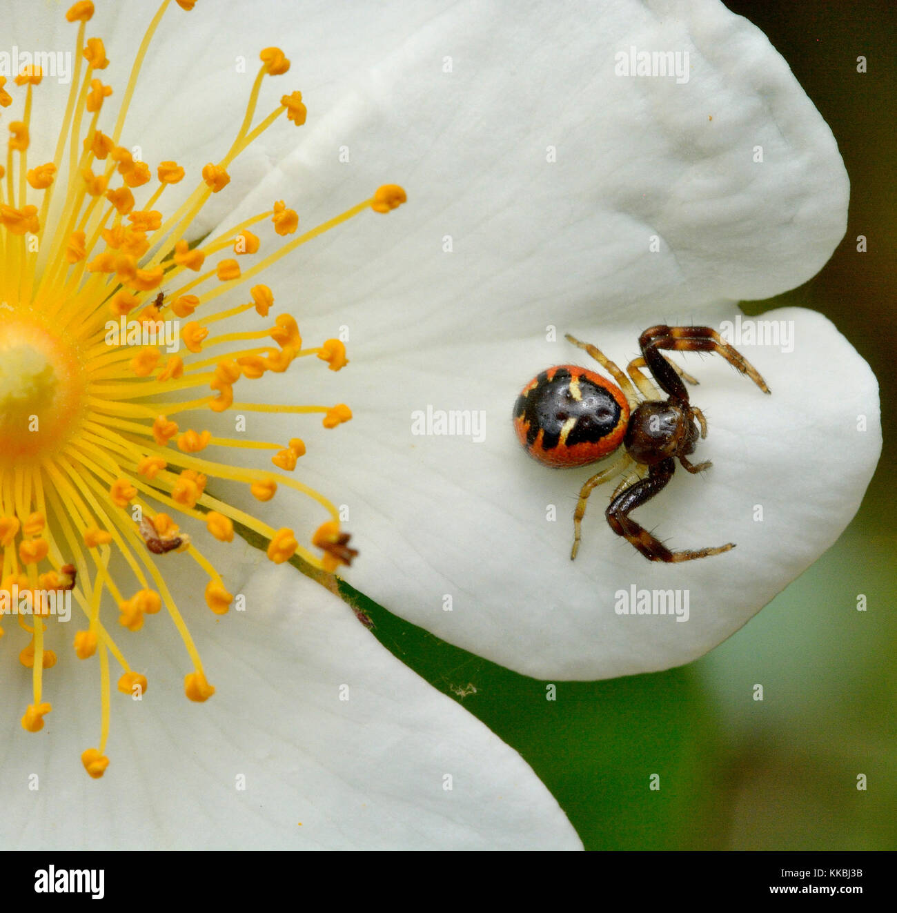 Synema globosum est une araignée commune dans la région méditerranéenne. Banque D'Images