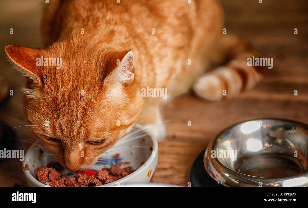 Chat rouge de manger des aliments de la cuvette Banque D'Images