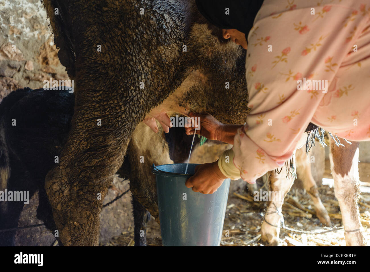 Femme traire une vache de manière traditionnelle Banque D'Images