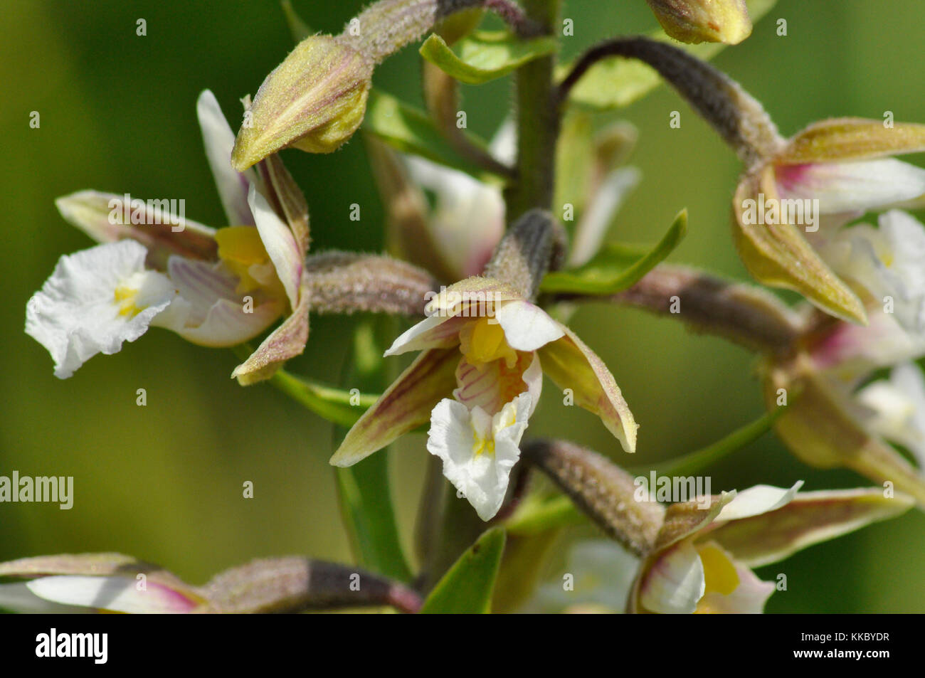 Marsh Helleborine Epipactis palustris '' fleurit en juillet et en août, les zones marécageuses humides sèches ,Sandford, Oxfordshire, UK Banque D'Images
