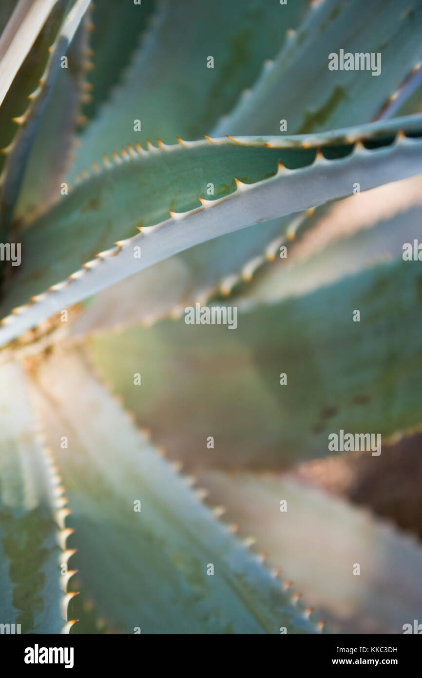 Gros plan d'une vue détaillée de l'un agave et bords dentelés de c'est d'épaisseur feuilles charnues. Jardins botaniques de Phoenix. Banque D'Images