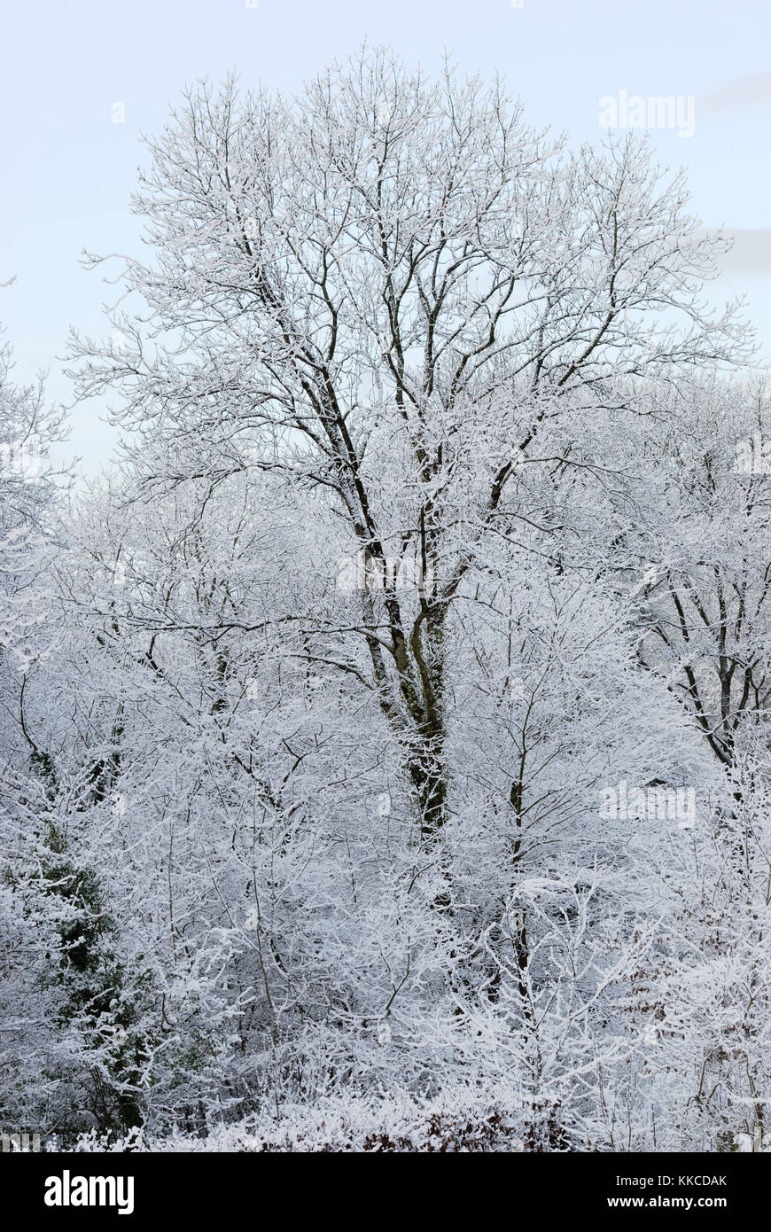 Frêne mature, Fraxinus excelsior, dans la neige, au Pays de Galles, Royaume-Uni. Banque D'Images