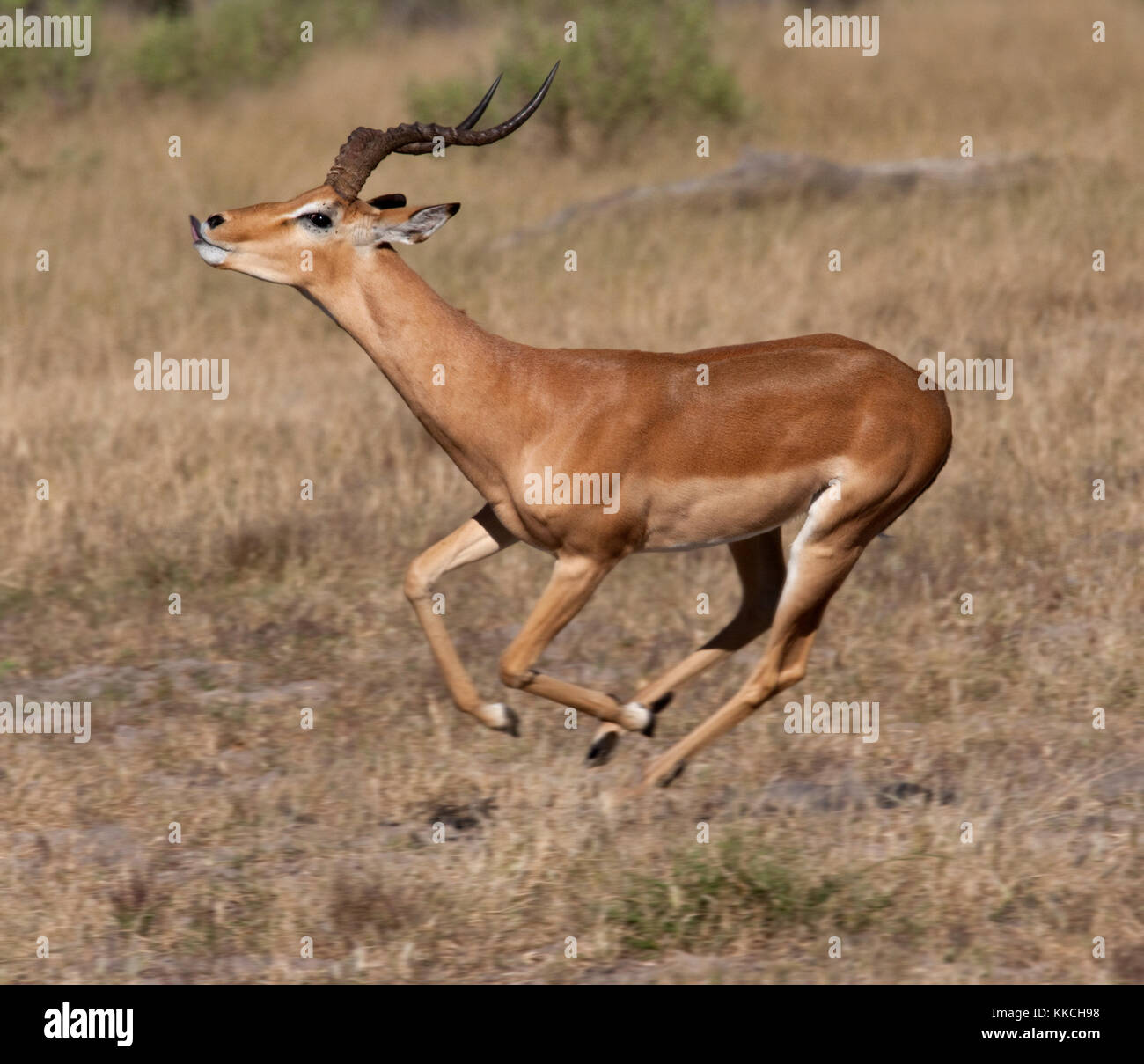 Un homme malampus malampus Impala (Aepyceros) fonctionnant dans la région de Savuti du Botswana. Banque D'Images