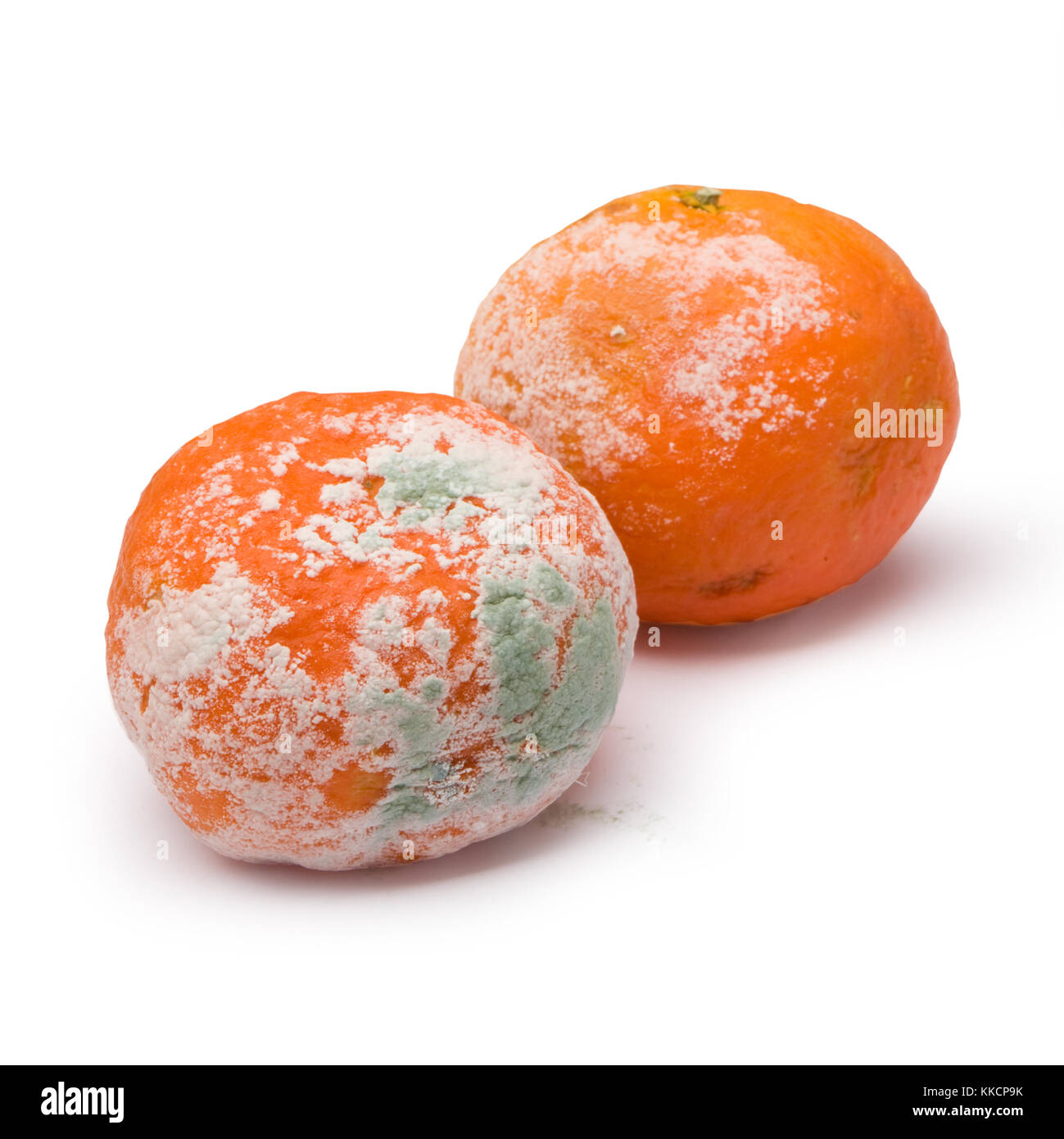 Une orange moisie isolé sur fond blanc Banque D'Images