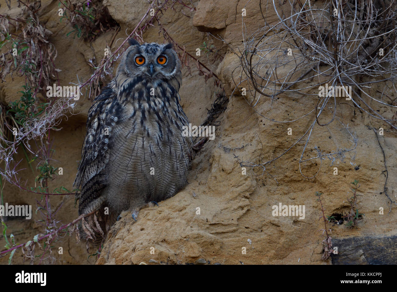 Grand owl Bubo bubo uhu ( / ), jeune oiseau, assis dans la pente d'une carrière de sable, regardant directement, habitat typique, de la faune, de l'Europe. Banque D'Images