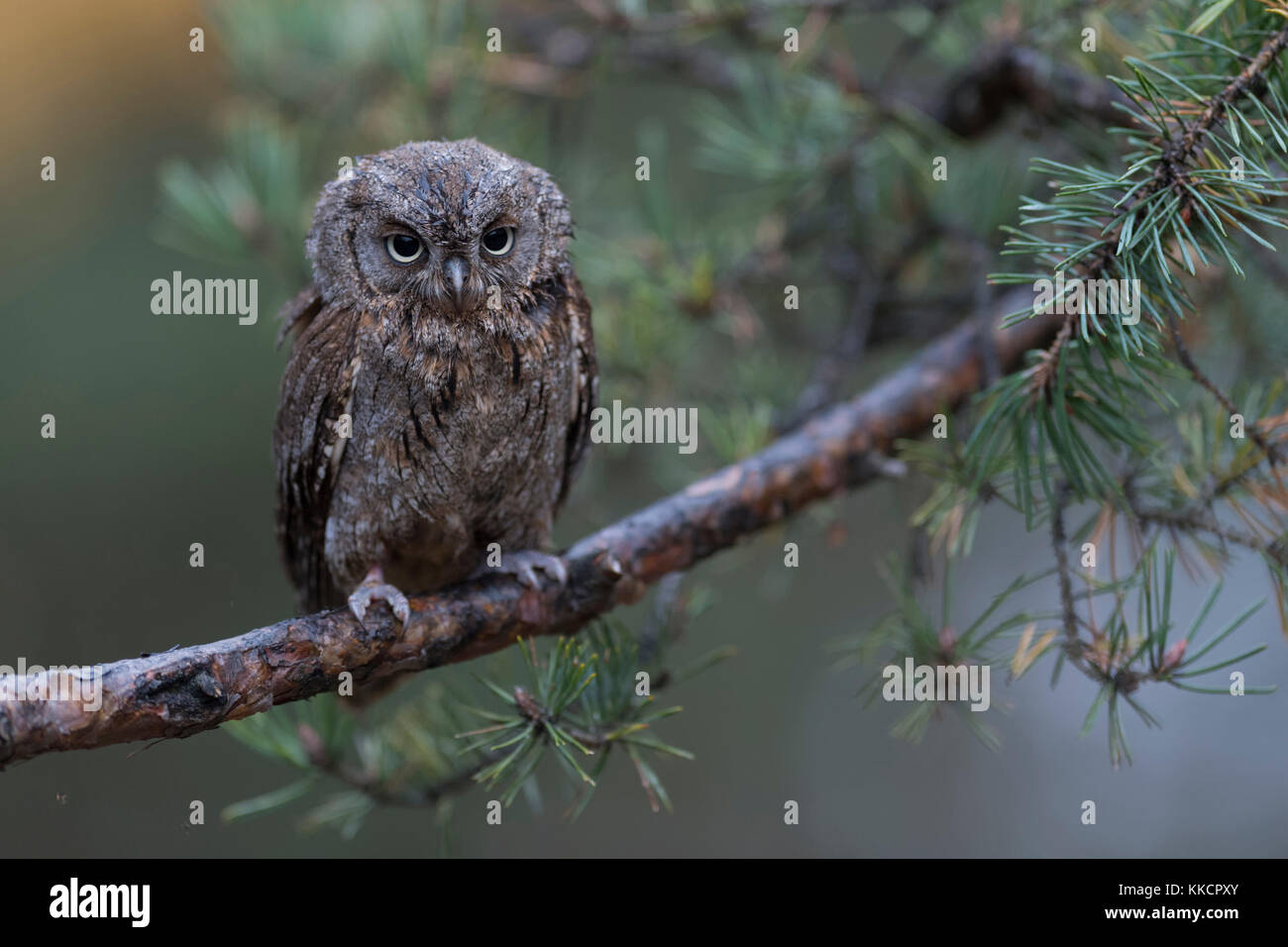Scops owl otus scops zwergohreule ( / ), perché sur une branche d'un pin, l'air mécontente, gentille drôle de petit oiseau, l'Europe. Banque D'Images