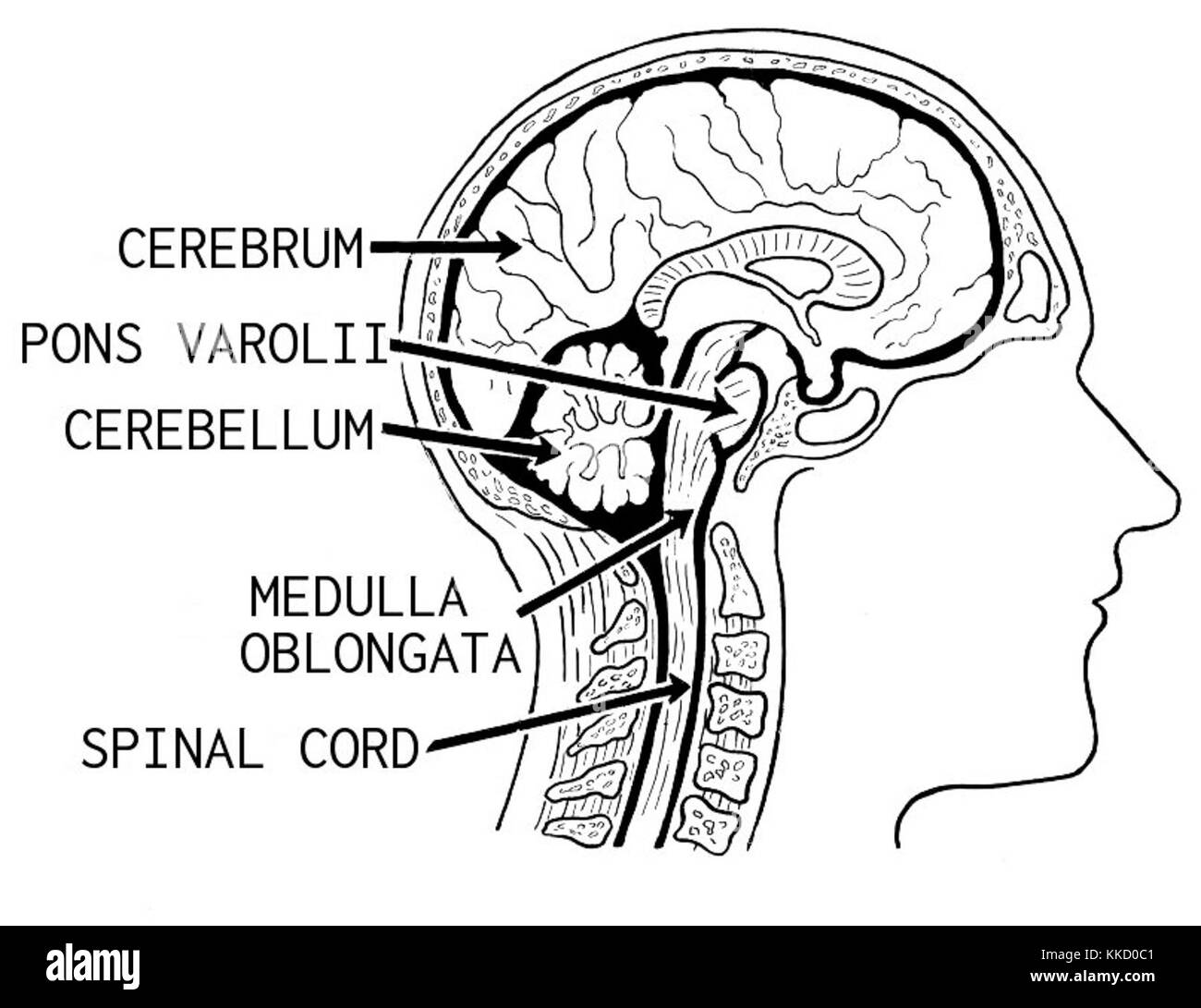 Cerveau (PSF) Banque D'Images
