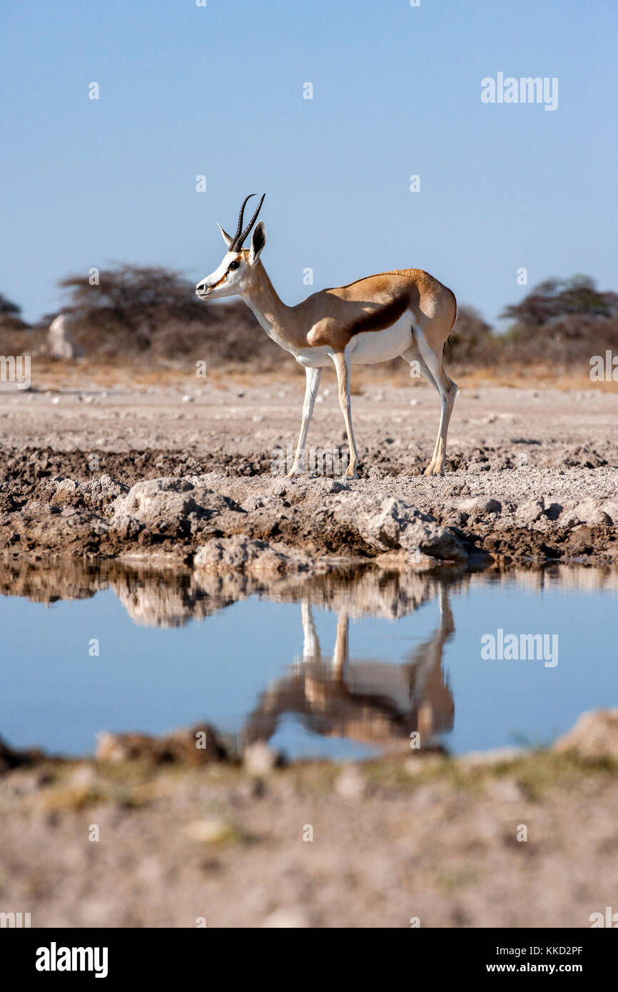 Le springbok (Antidorcas marsupialis) - onkolo cacher, onguma game reserve, la Namibie, l'Afrique Banque D'Images
