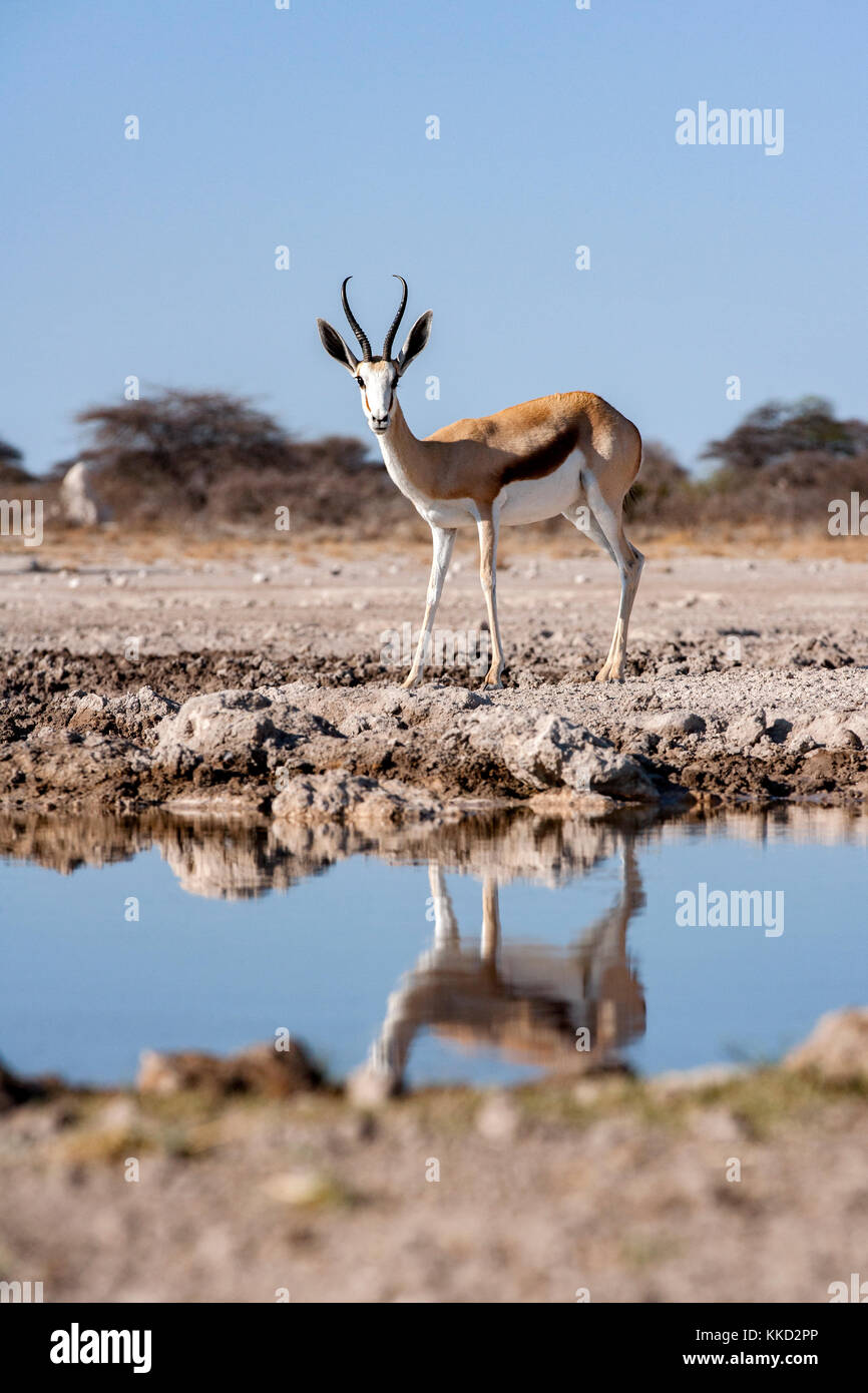 Le springbok (Antidorcas marsupialis) - onkolo cacher, onguma game reserve, la Namibie, l'Afrique Banque D'Images