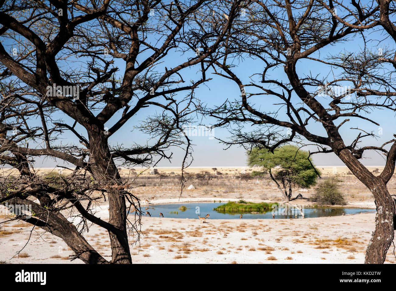 Vue à onguma waterhole le fort, onguma game reserve, la Namibie, l'Afrique Banque D'Images