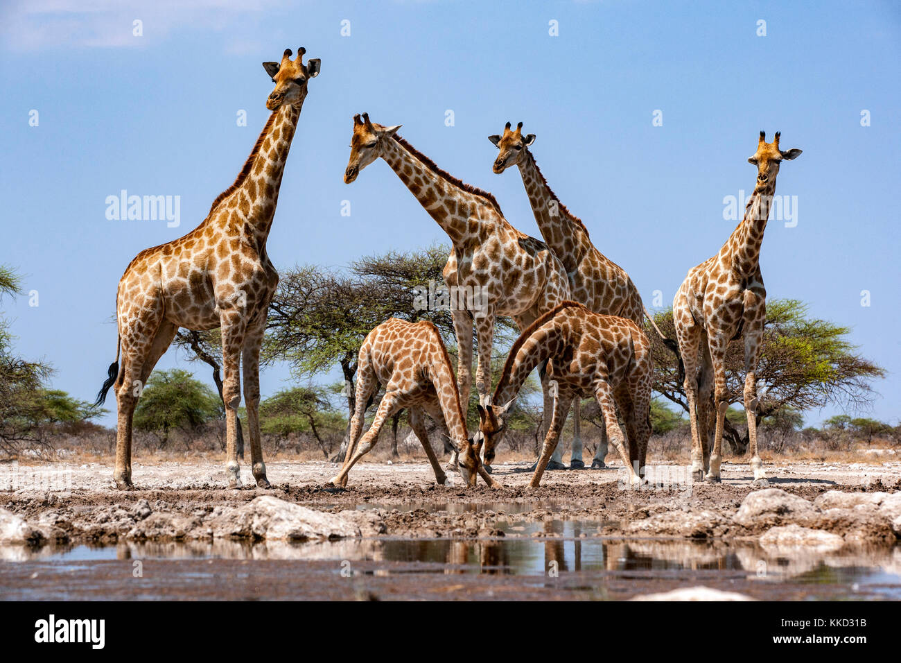Groupe d'onkolo girafe à cacher, onguma game reserve, la Namibie, l'Afrique Banque D'Images