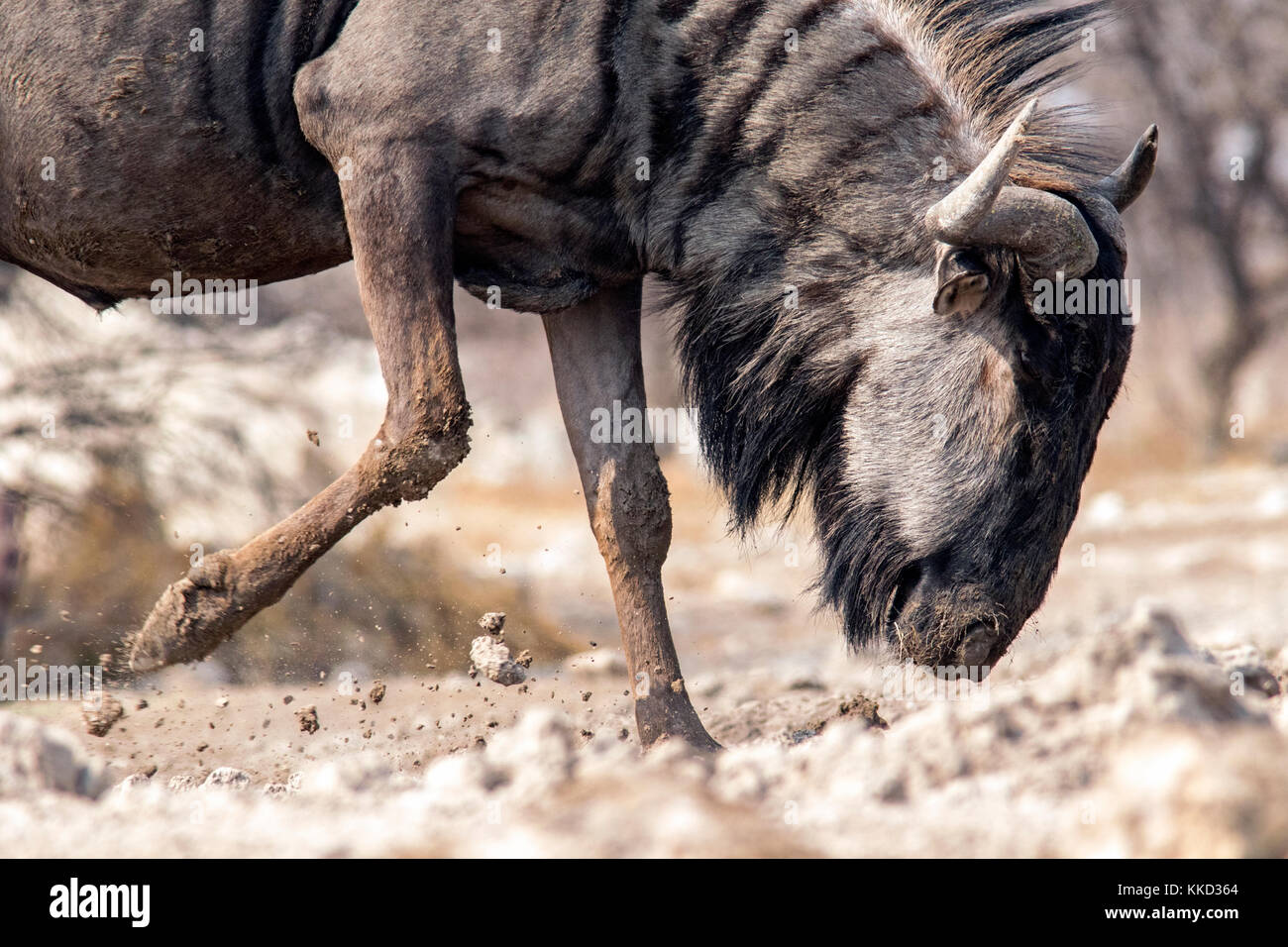 Le Gnou bleu (Connochaetes taurinus) creuser - onkolo cacher, onguma game reserve, la Namibie, l'Afrique Banque D'Images