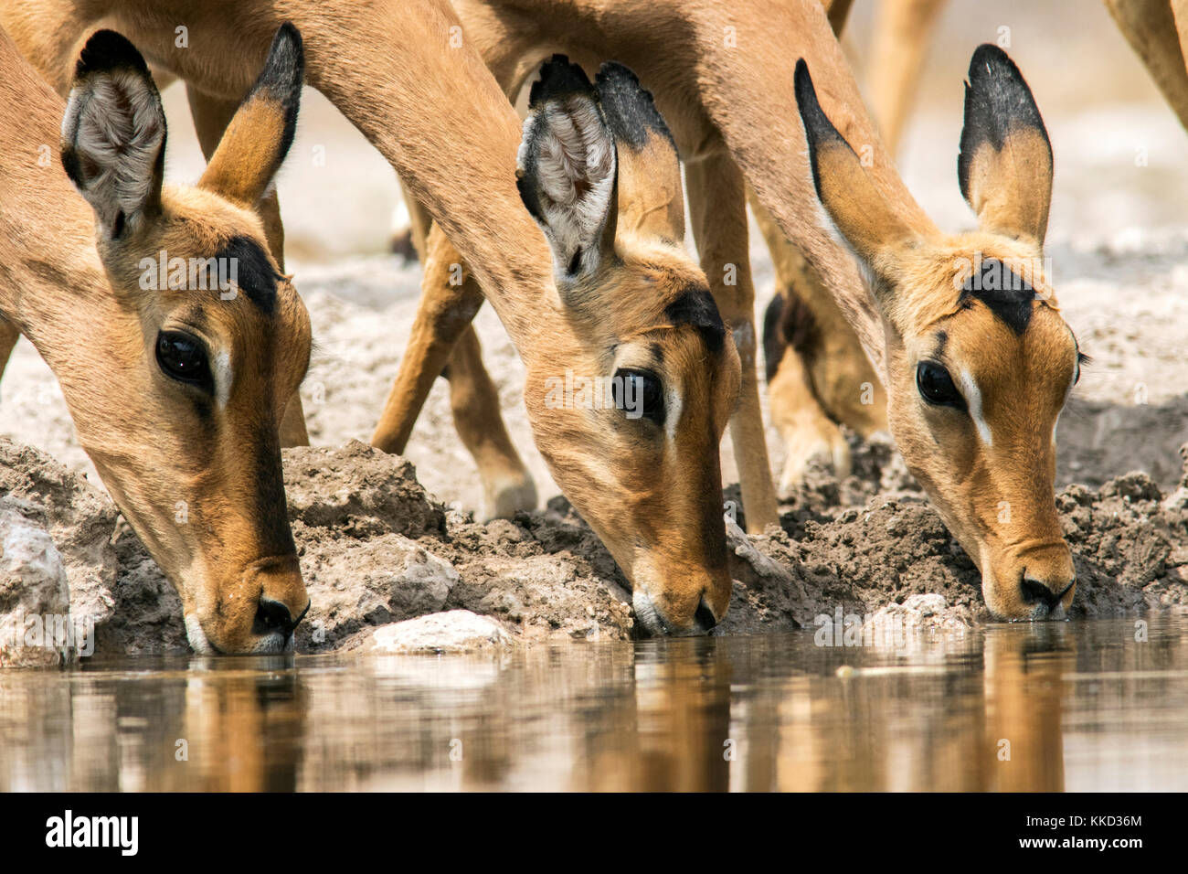 L'impala de l'alcool à n'onkolo cacher, onguma game reserve, la Namibie, l'Afrique Banque D'Images