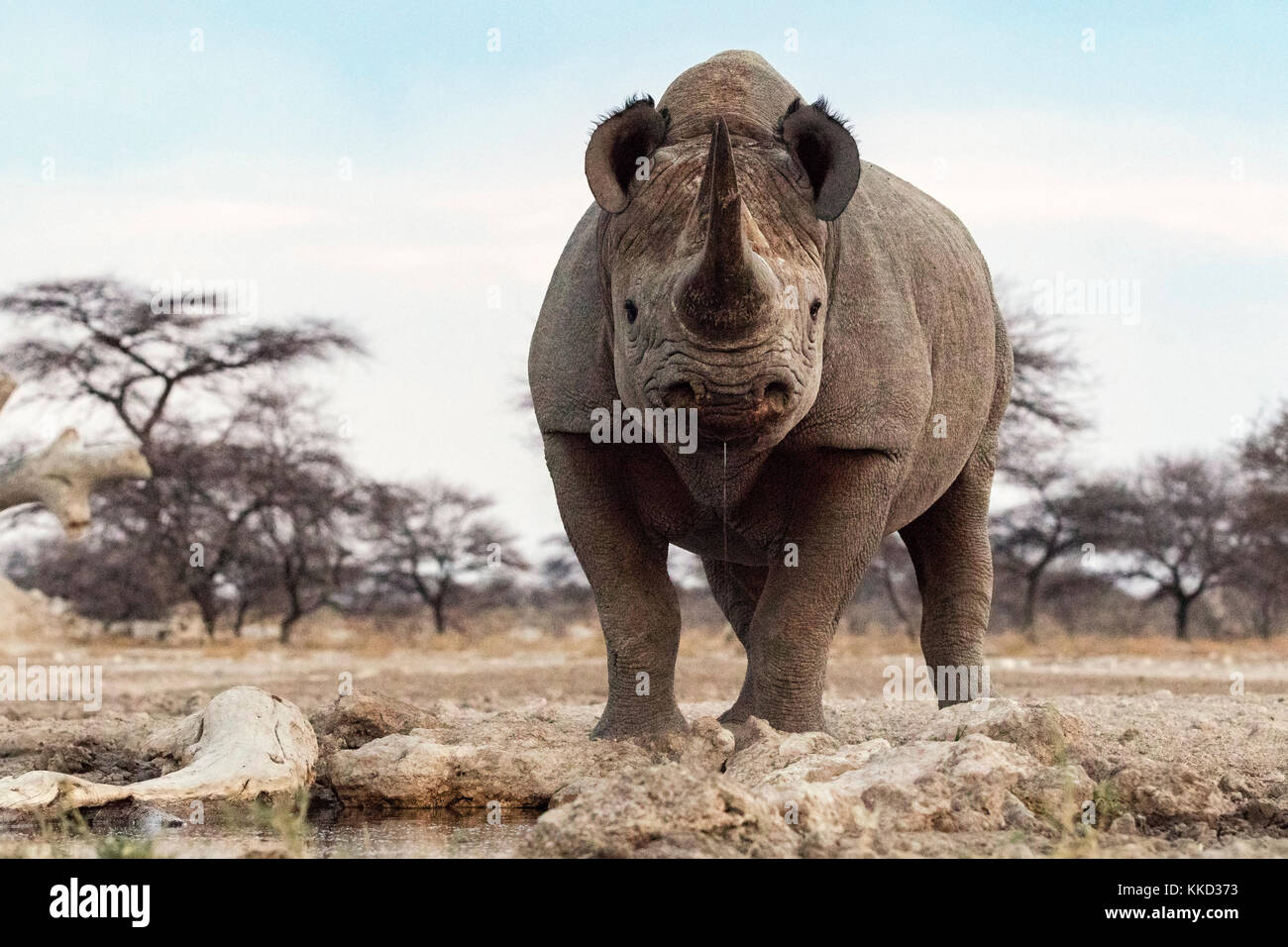 Le rhinocéros noir (Diceros bicornis) - côté est du parc national d'Etosha, Namibie, Afrique Banque D'Images