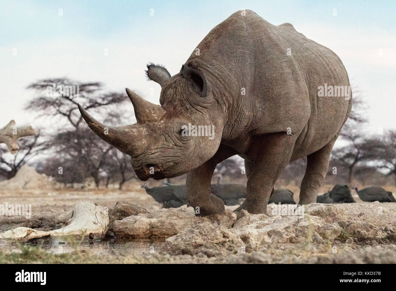 Le rhinocéros noir (Diceros bicornis) - côté est du parc national d'Etosha, Namibie, Afrique Banque D'Images