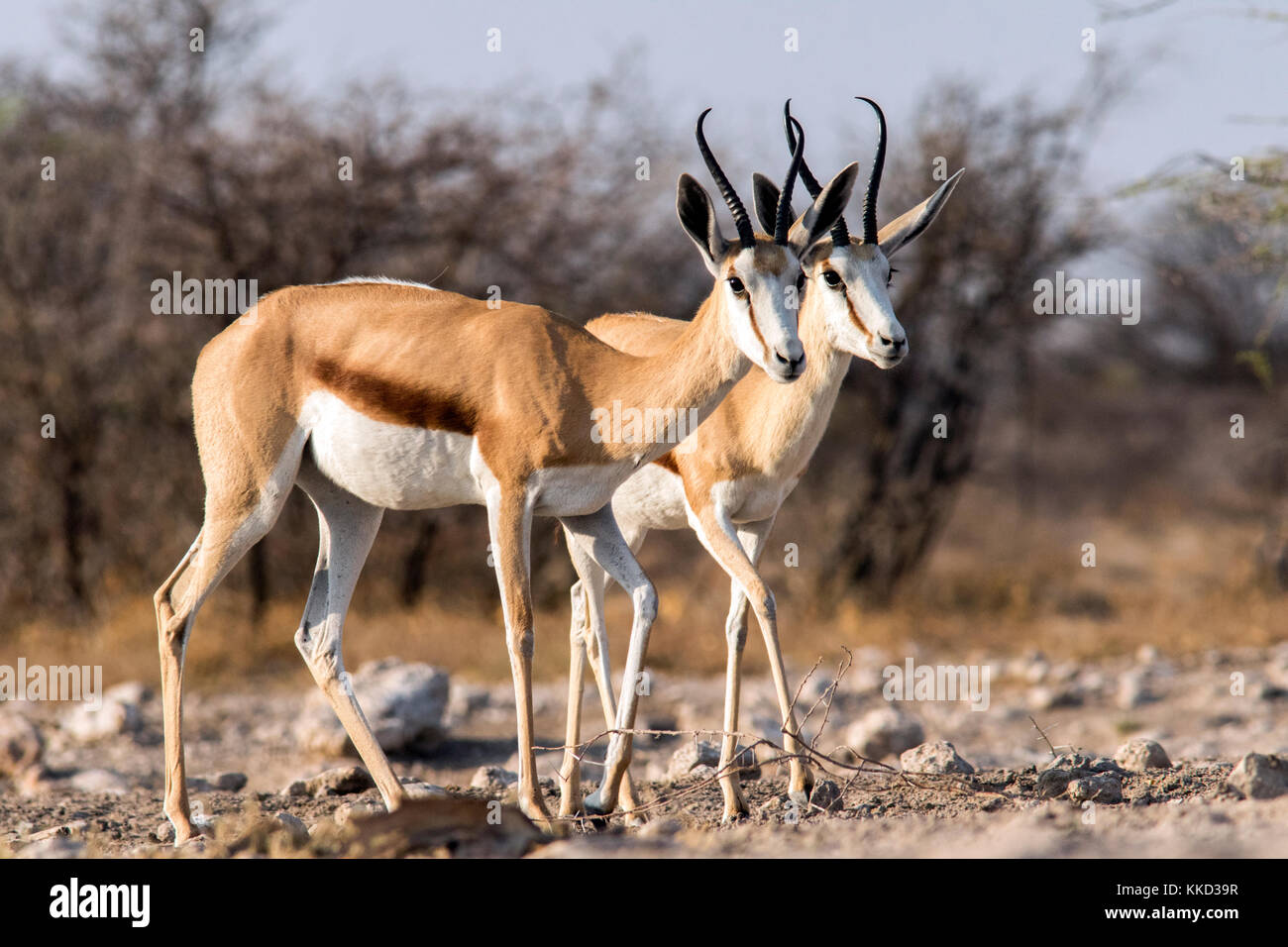 Le springbok (Antidorcas marsupialis) - onkolo cacher, onguma game reserve, la Namibie, l'Afrique Banque D'Images