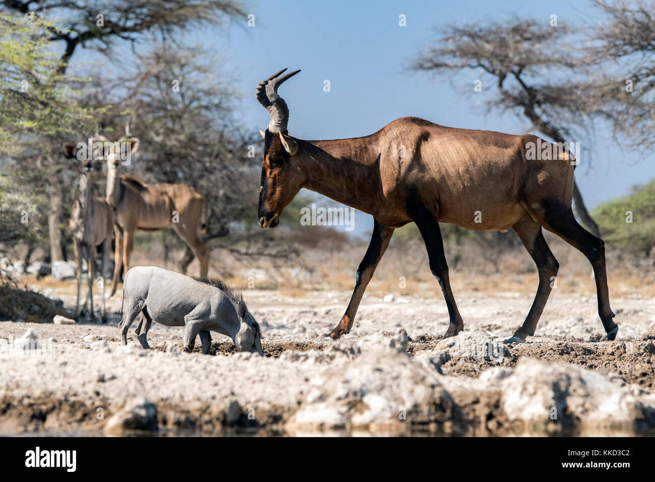 (Alcelaphus buselaphus bubale rouge caama) - onkolo cacher, onguma game reserve, la Namibie, l'Afrique Banque D'Images