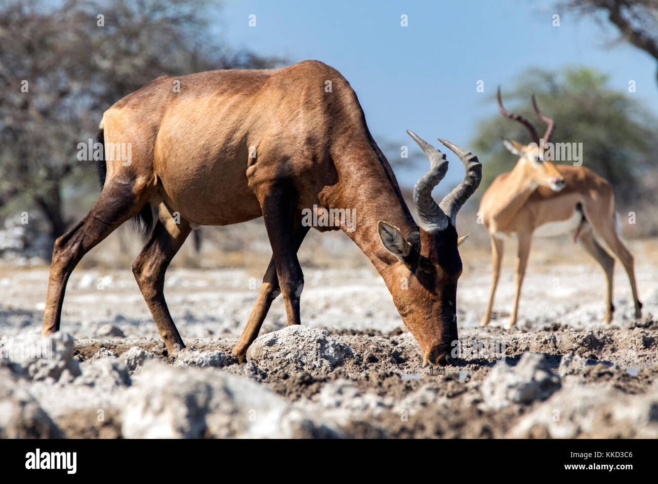 (Alcelaphus buselaphus bubale rouge caama) - onkolo cacher, onguma game reserve, la Namibie, l'Afrique Banque D'Images