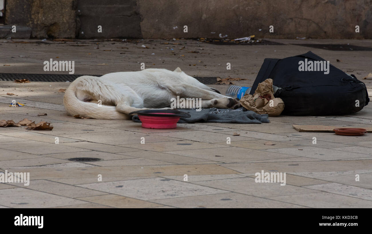 Un sans-abri, chien décharné de dormir sur le trottoir et portant une chaîne laisse. un plat de nourriture vide est en face du chien et un plat pour l'argent et noir Banque D'Images