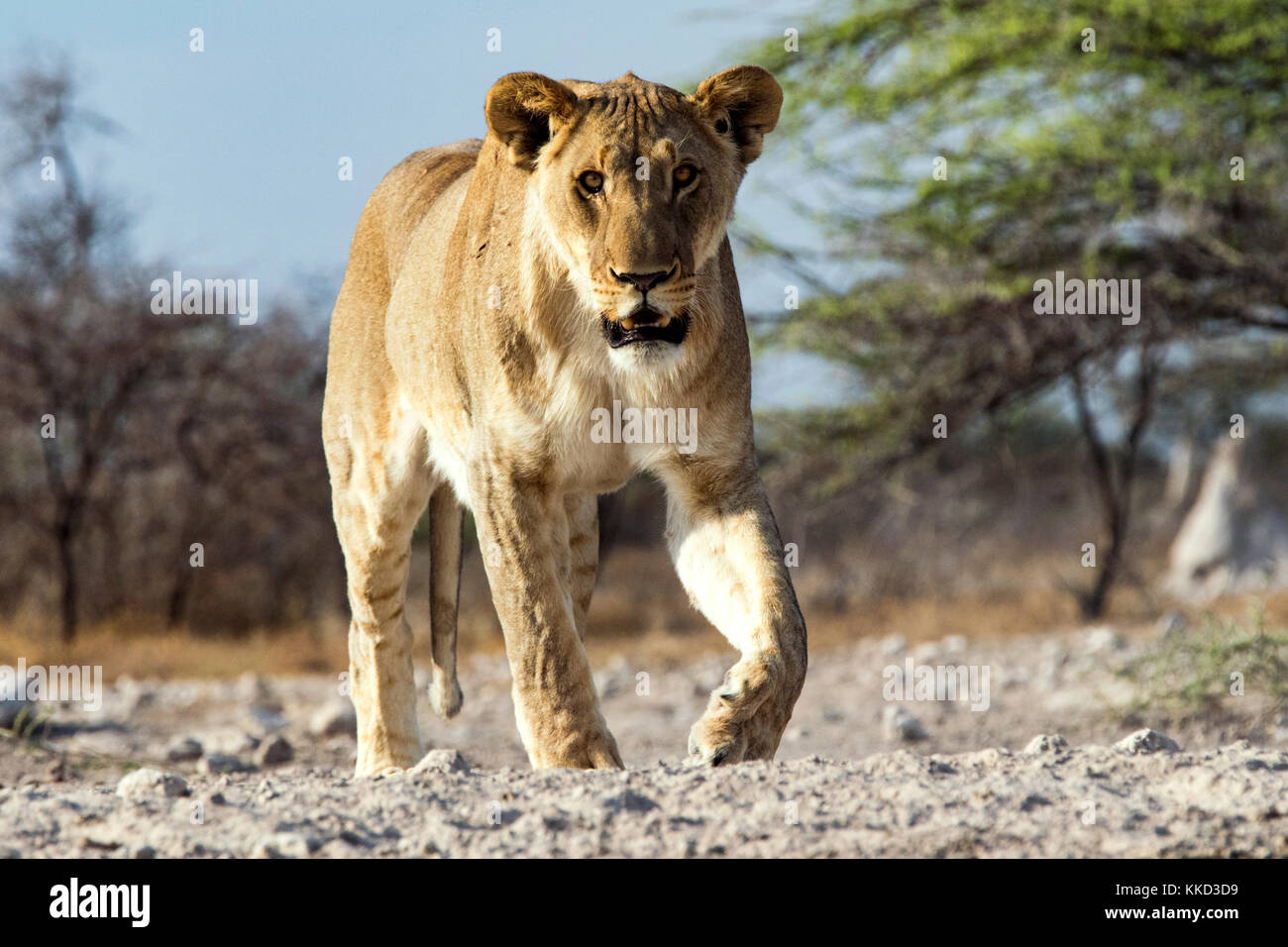 Lion (Panthera leo) - onkolo cacher, onguma game reserve, la Namibie, l'Afrique Banque D'Images
