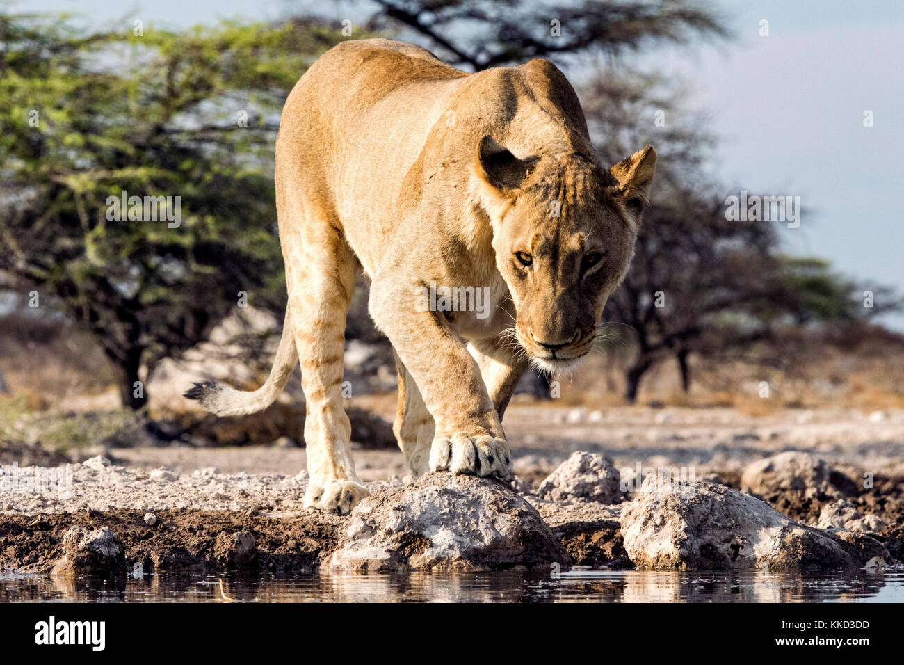 Lion (Panthera leo) - onkolo cacher, onguma game reserve, la Namibie, l'Afrique Banque D'Images