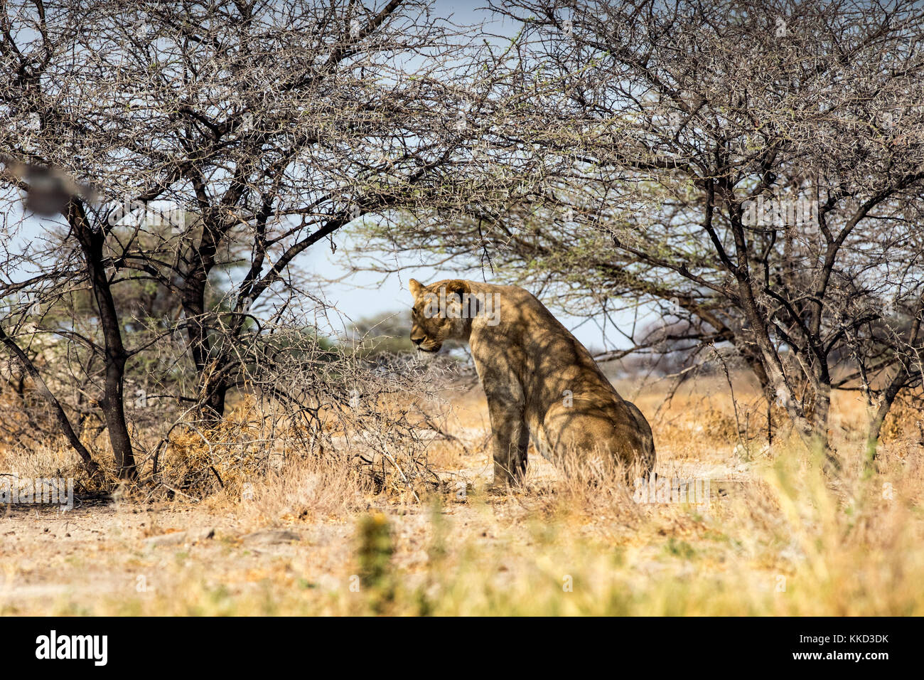 Lion (Panthera leo) assis à l'ombre des arbres à onkolo cacher, onguma game reserve, la Namibie, l'Afrique Banque D'Images
