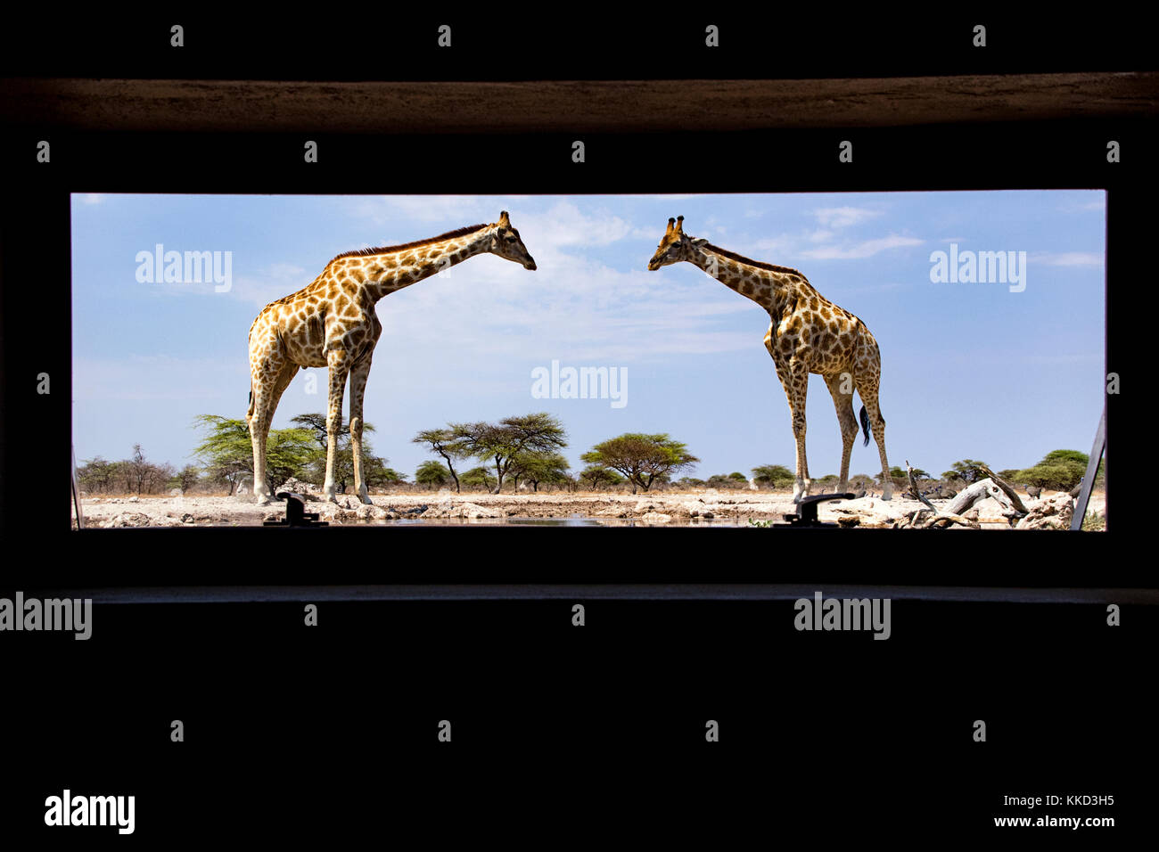 Girafe par guichet à onkolo cacher, onguma game reserve, la Namibie, l'Afrique Banque D'Images