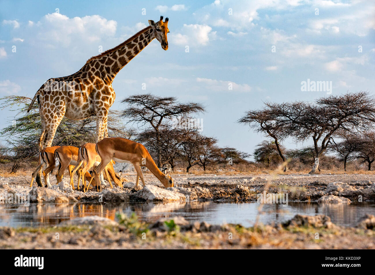 Girafe avec impala à Onkolo cacher, Onguma Game Reserve, la Namibie, l'Afrique Banque D'Images