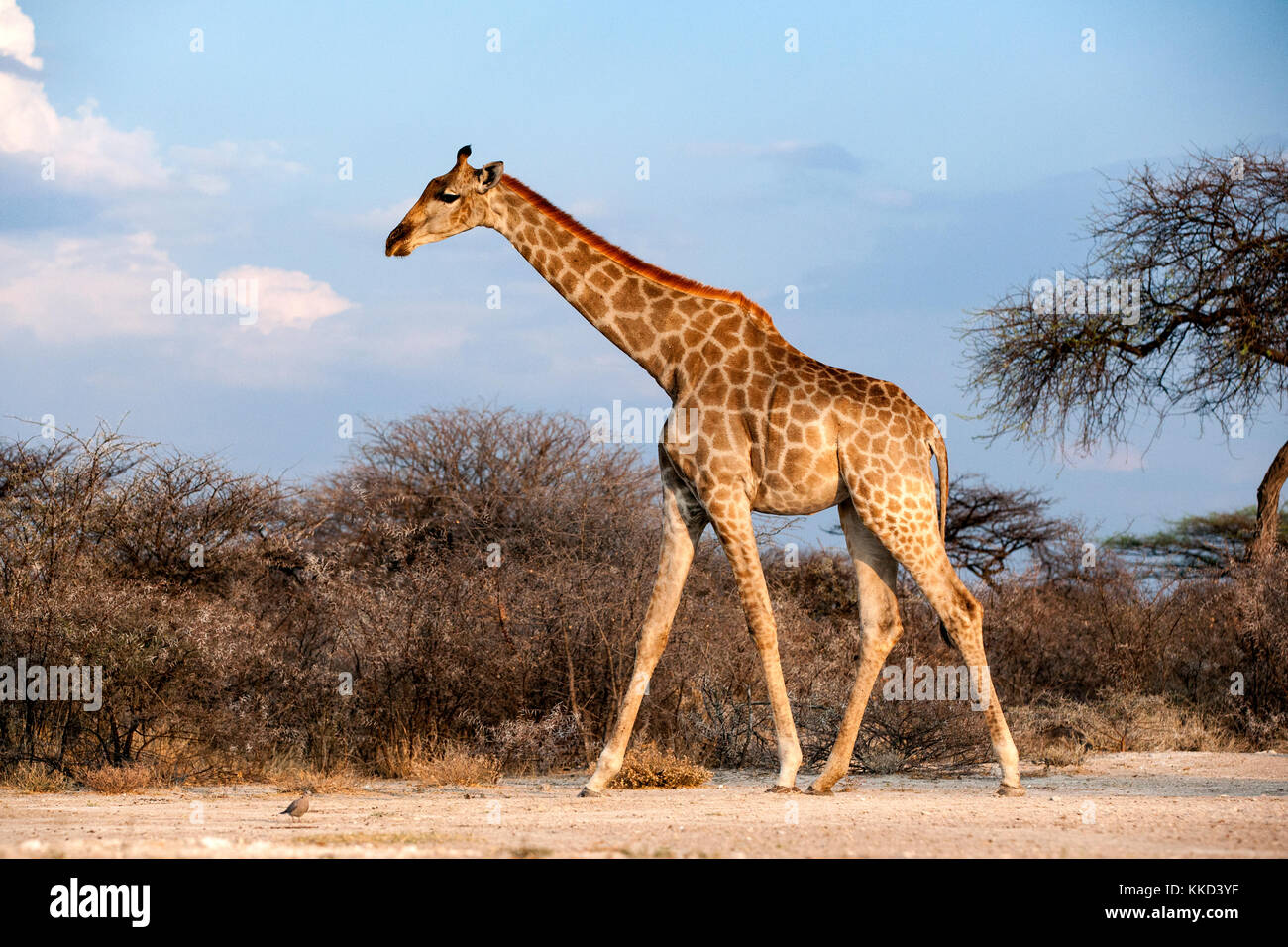 Onkolo girafe à cacher, onguma game reserve, la Namibie, l'Afrique Banque D'Images