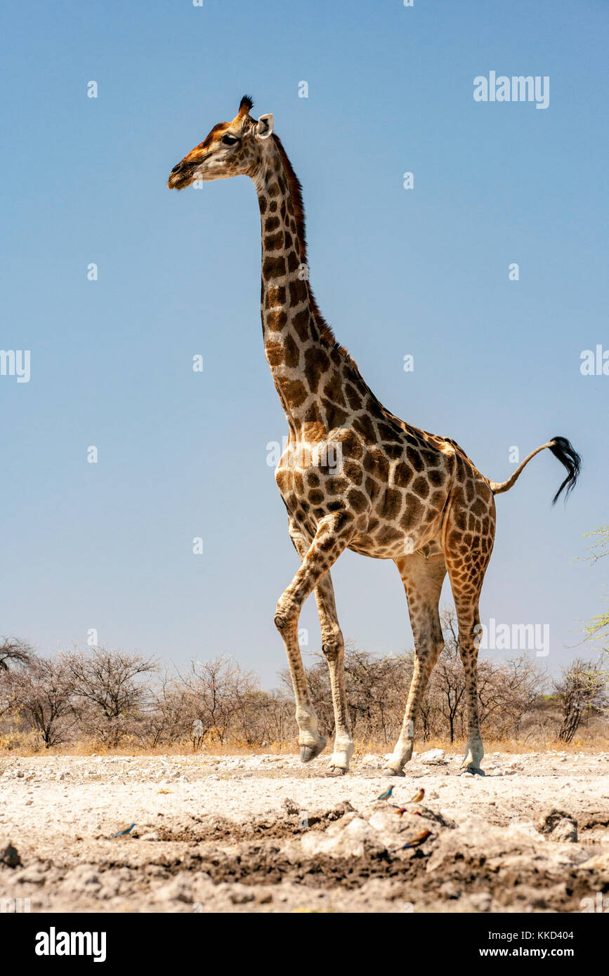 Onkolo girafe à cacher, onguma game reserve, la Namibie, l'Afrique Banque D'Images
