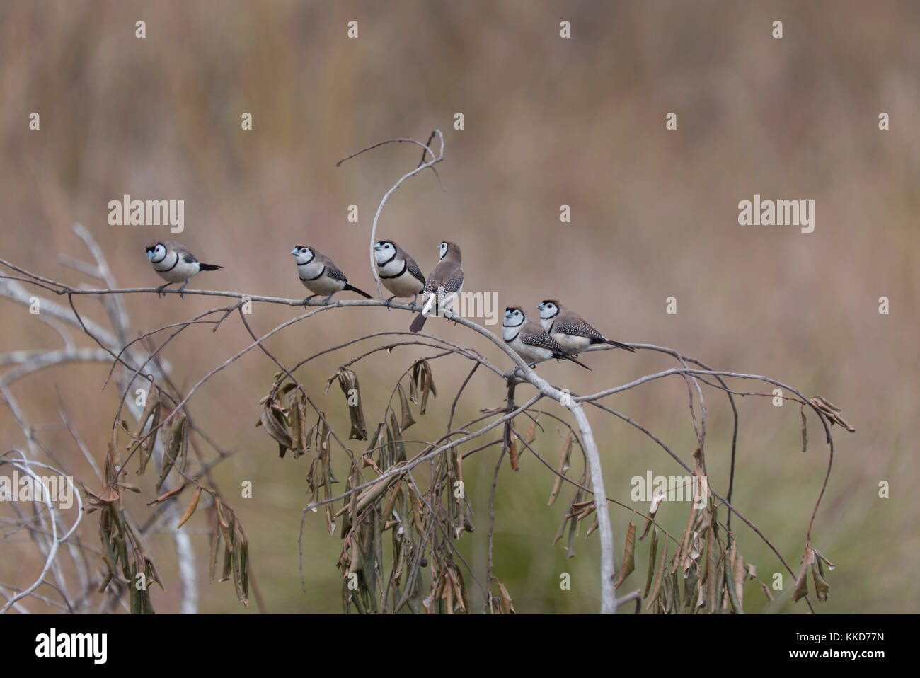 Le double de prescription finch (Taeniopygia bichenovii) est un serpents de la savane sèche, tropical (Lowland) habitats arbustives et des prairies sèches Banque D'Images