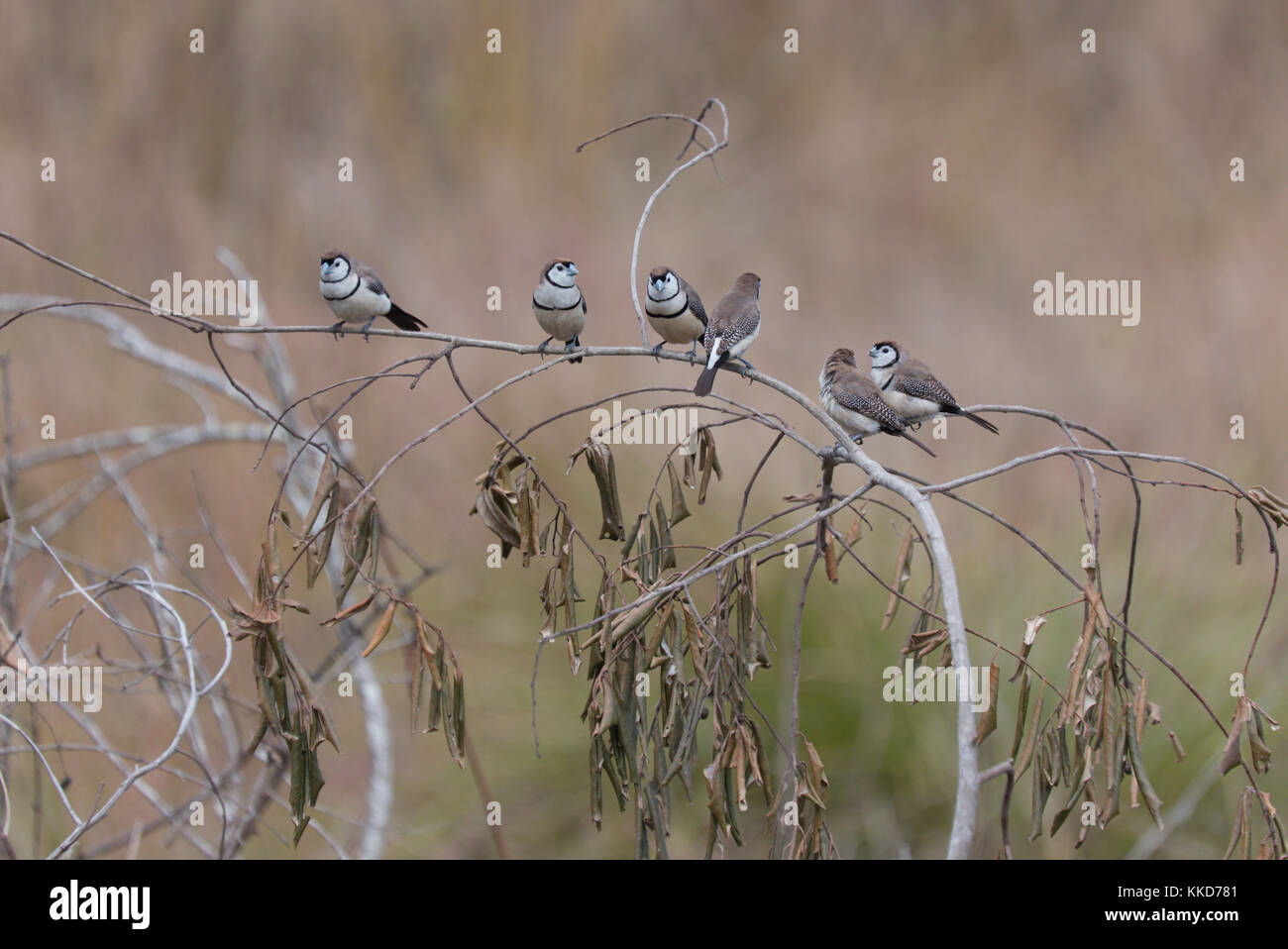 Le double de prescription finch (Taeniopygia bichenovii) est un serpents de la savane sèche, tropical (Lowland) habitats arbustives et des prairies sèches Banque D'Images