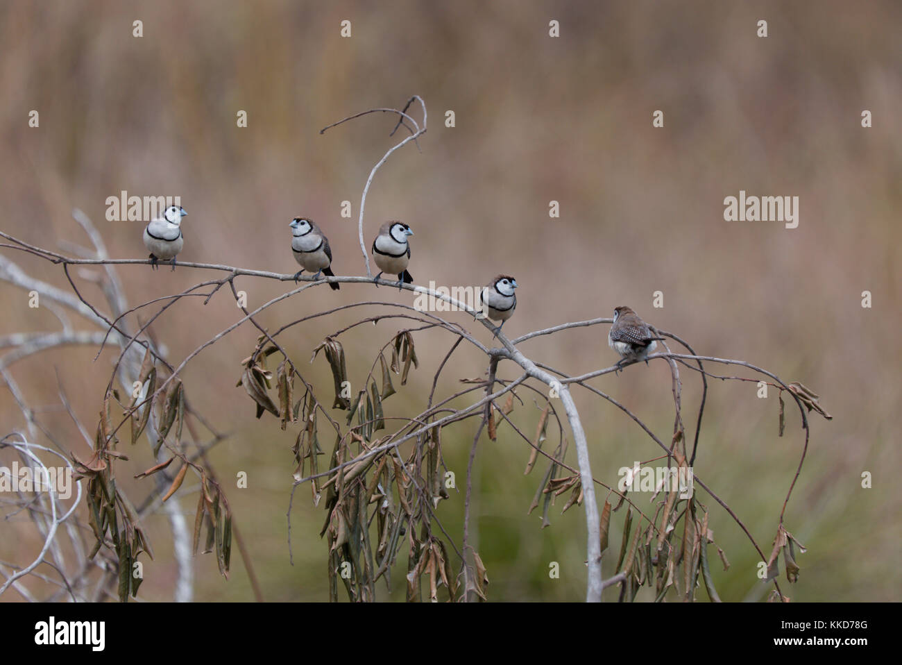 Le double de prescription finch (Taeniopygia bichenovii) est un serpents de la savane sèche, tropical (Lowland) habitats arbustives et des prairies sèches Banque D'Images