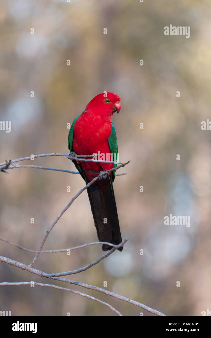 Un perroquet roi mâle rouge vif avec des ailes vertes perchées sur une branche mince sur un fond naturel flou Banque D'Images